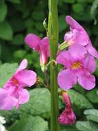 Image of Incarvillea delavayi Bureau & Franch.