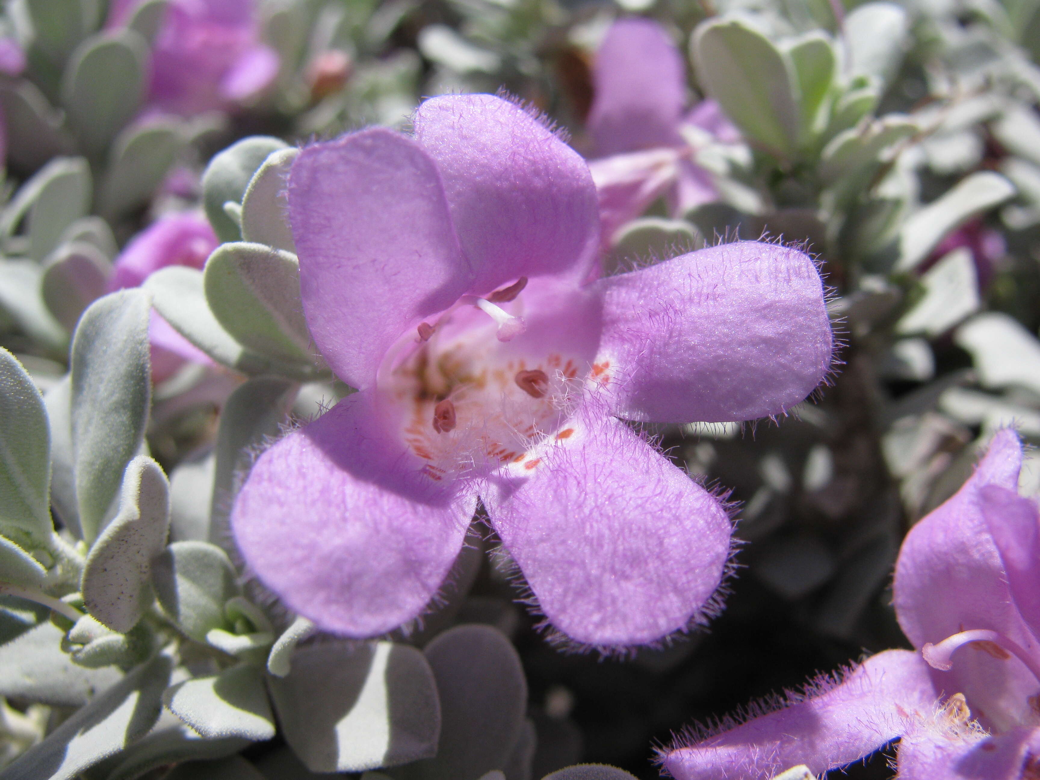 Imagem de Leucophyllum frutescens (Berl.) I. M. Johnston