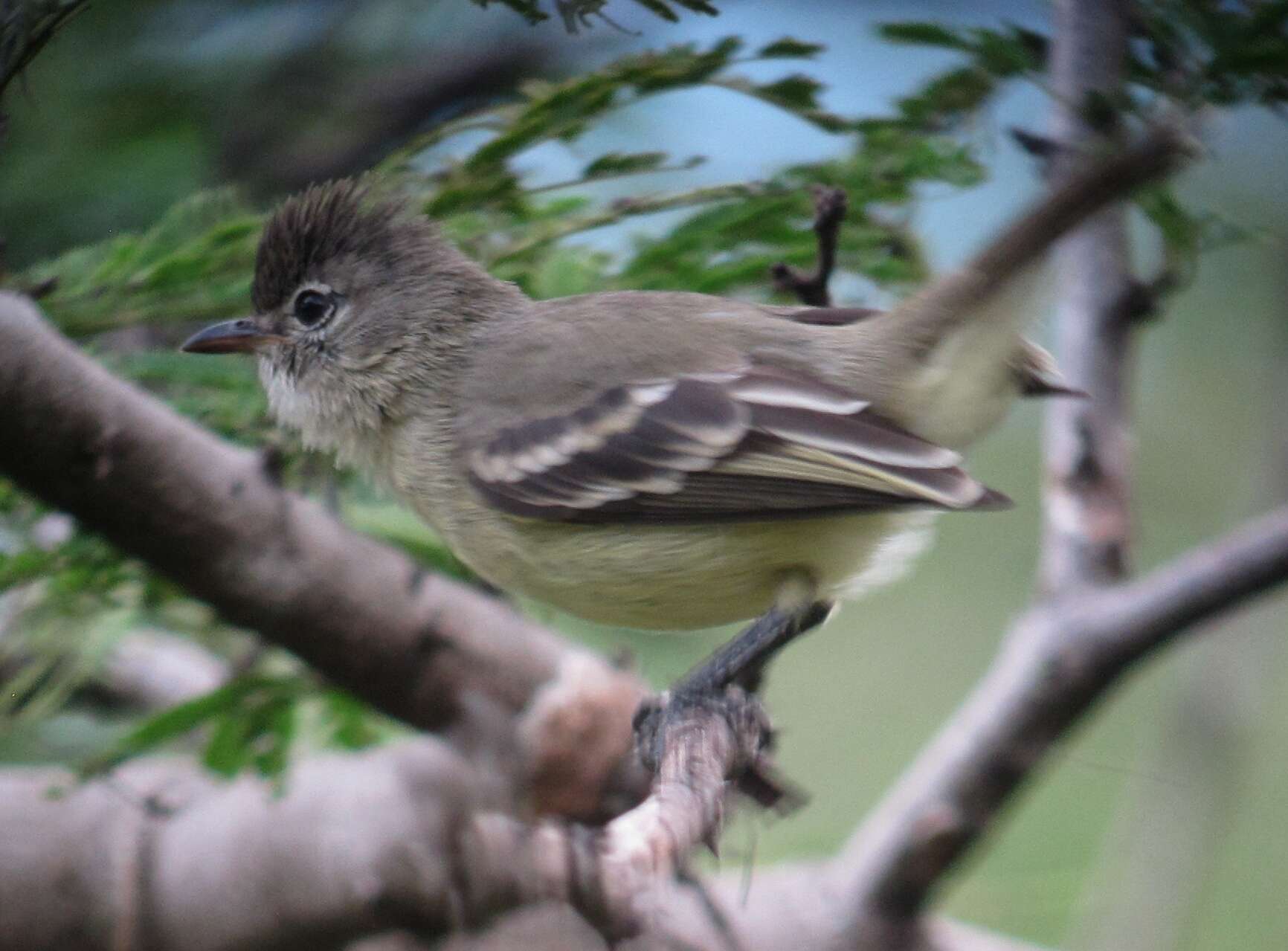 Image of Southern Beardless Tyrannulet