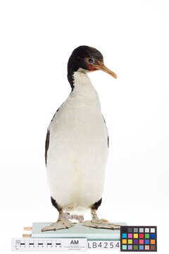 Image of Chatham Island shag