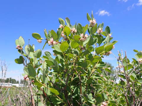 Image of western snowberry