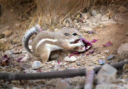 Image of white-tailed antelope squirrel