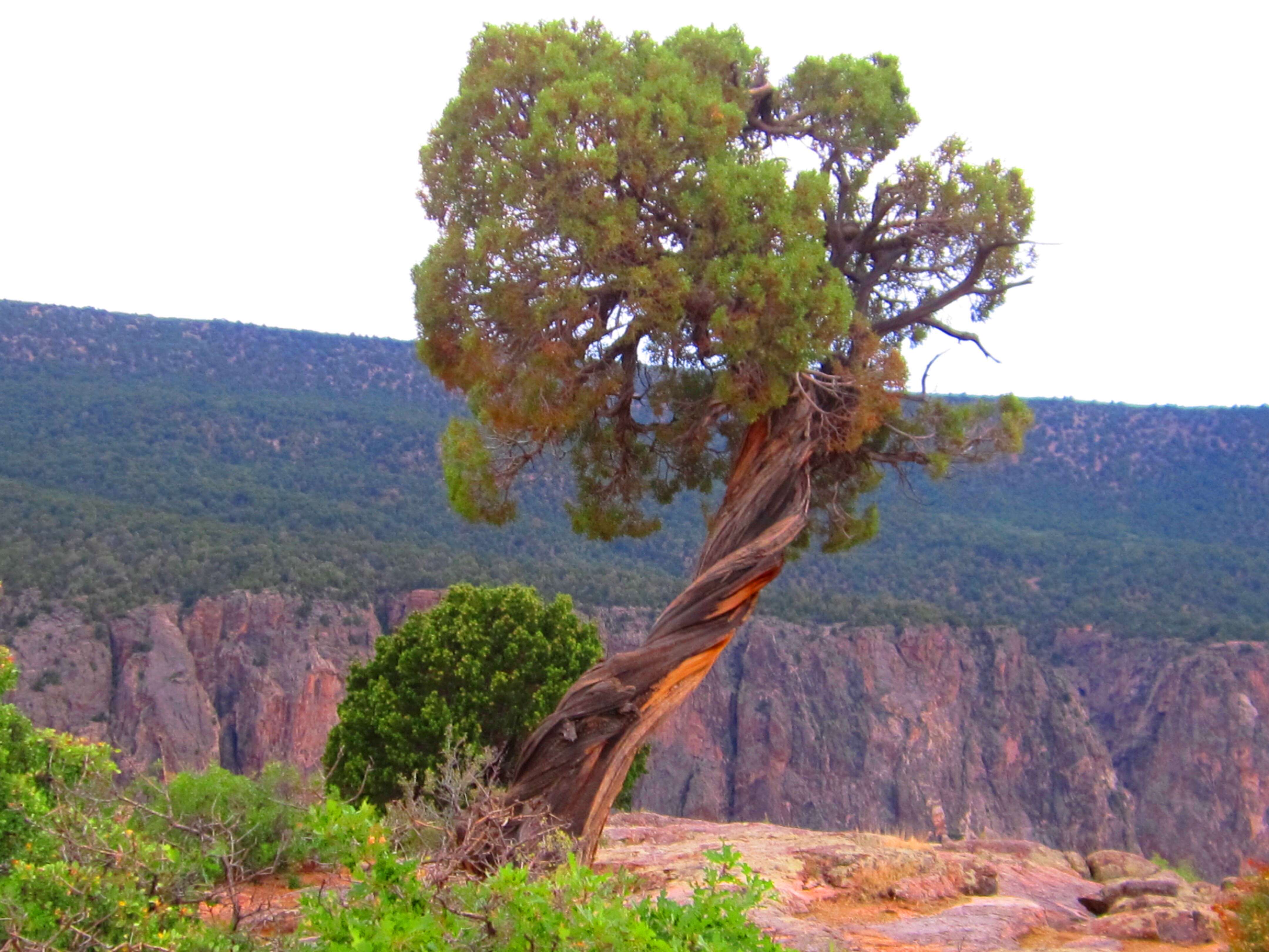 Image of Bigberry Juniper