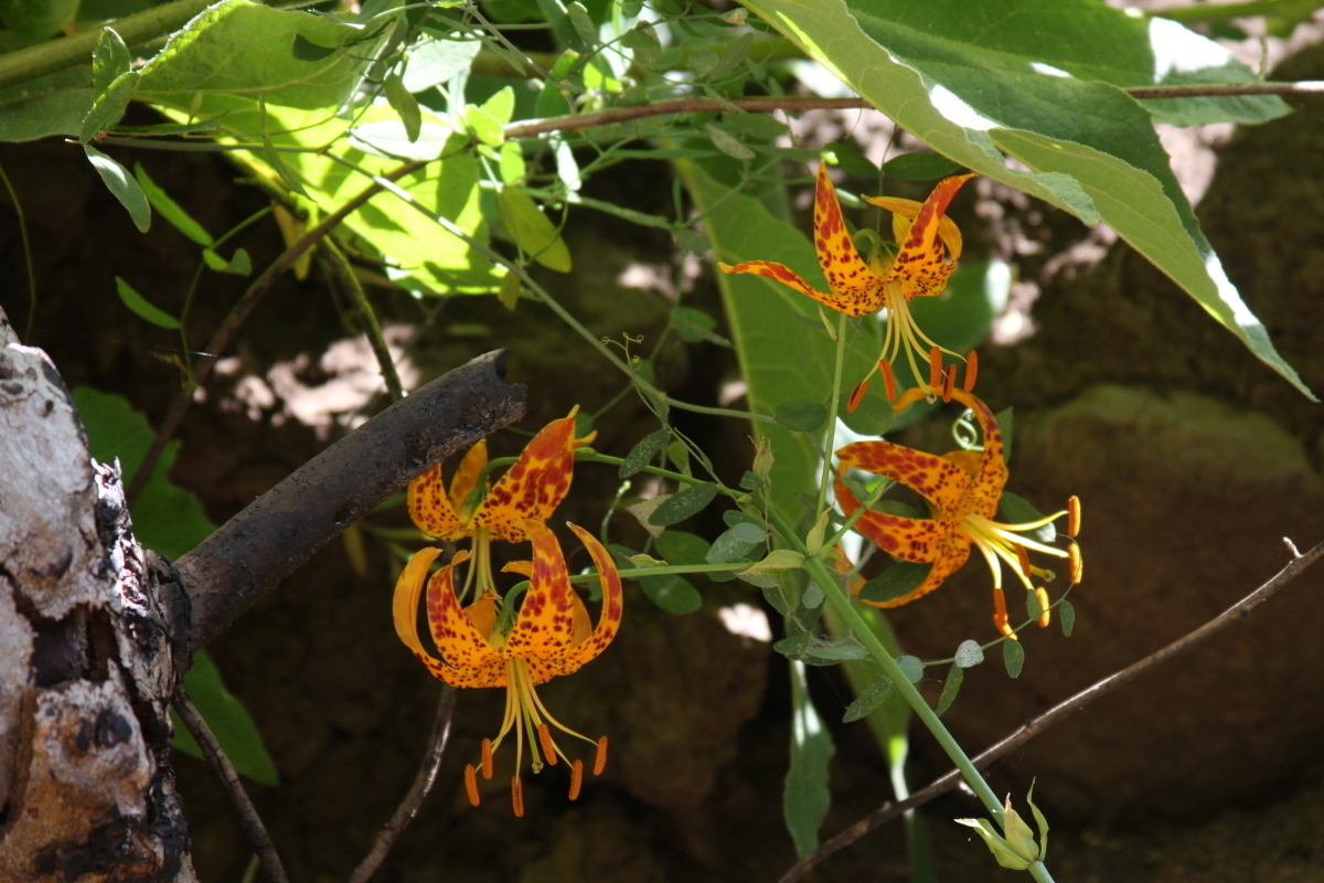 Image of <i>Lilium humboldtii ocellatum</i>