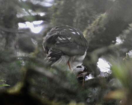 Image of White-breasted Hawk