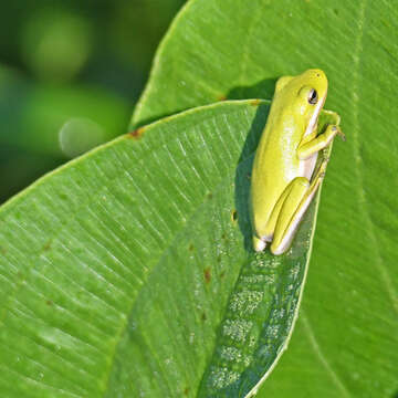 Image of American Green Treefrog