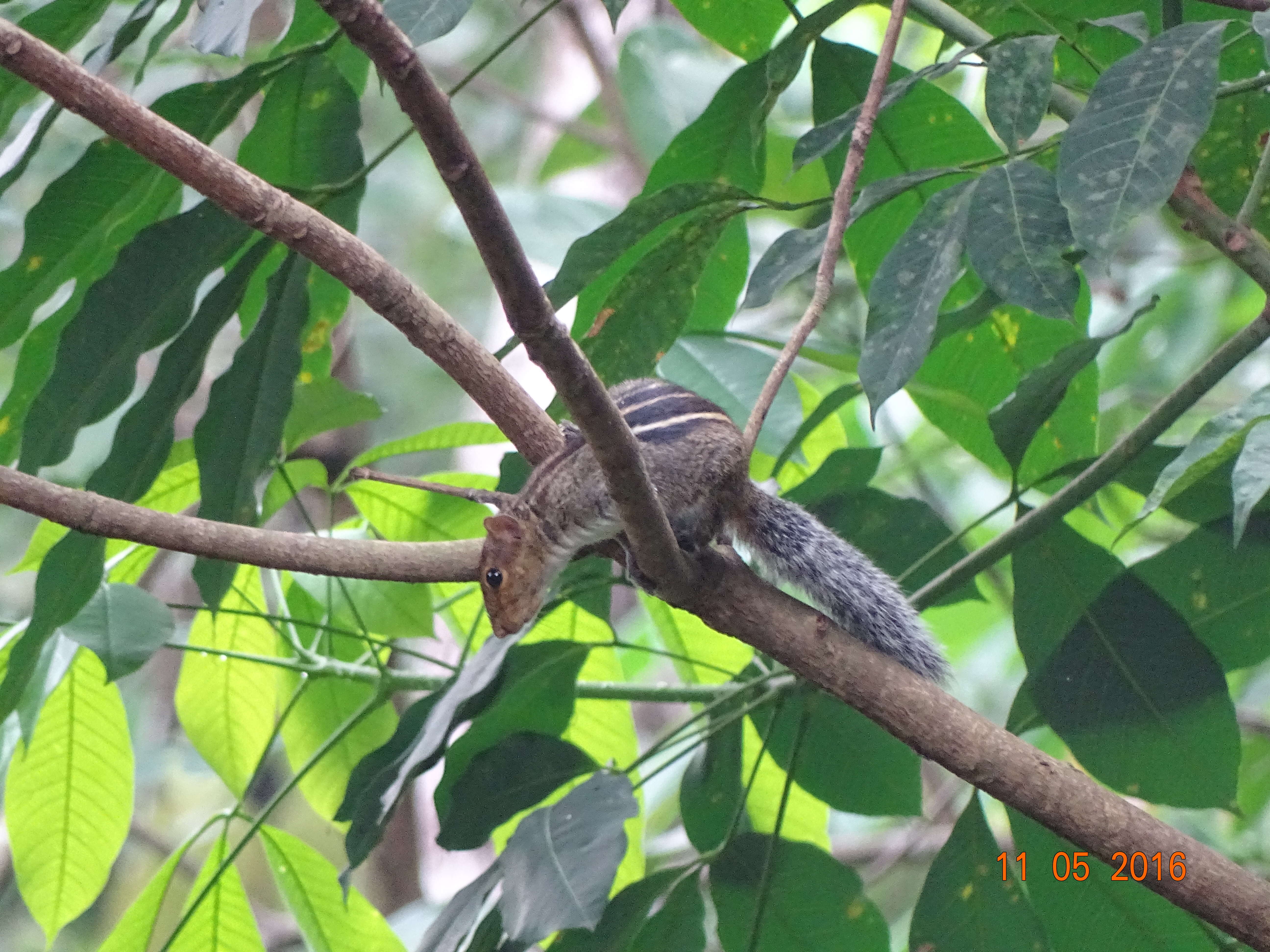 Sivun Funambulus tristriatus (Waterhouse 1837) kuva