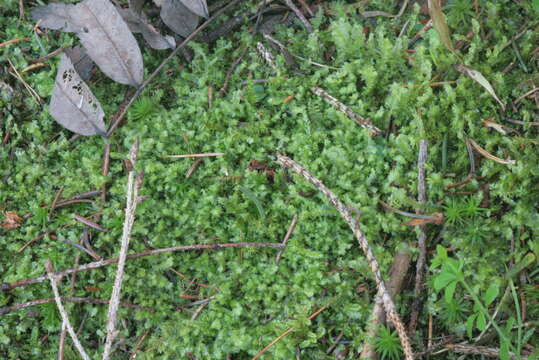 Image of Bifid Crestwort