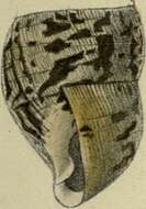 Image of Amastra H. Adams & A. Adams 1855