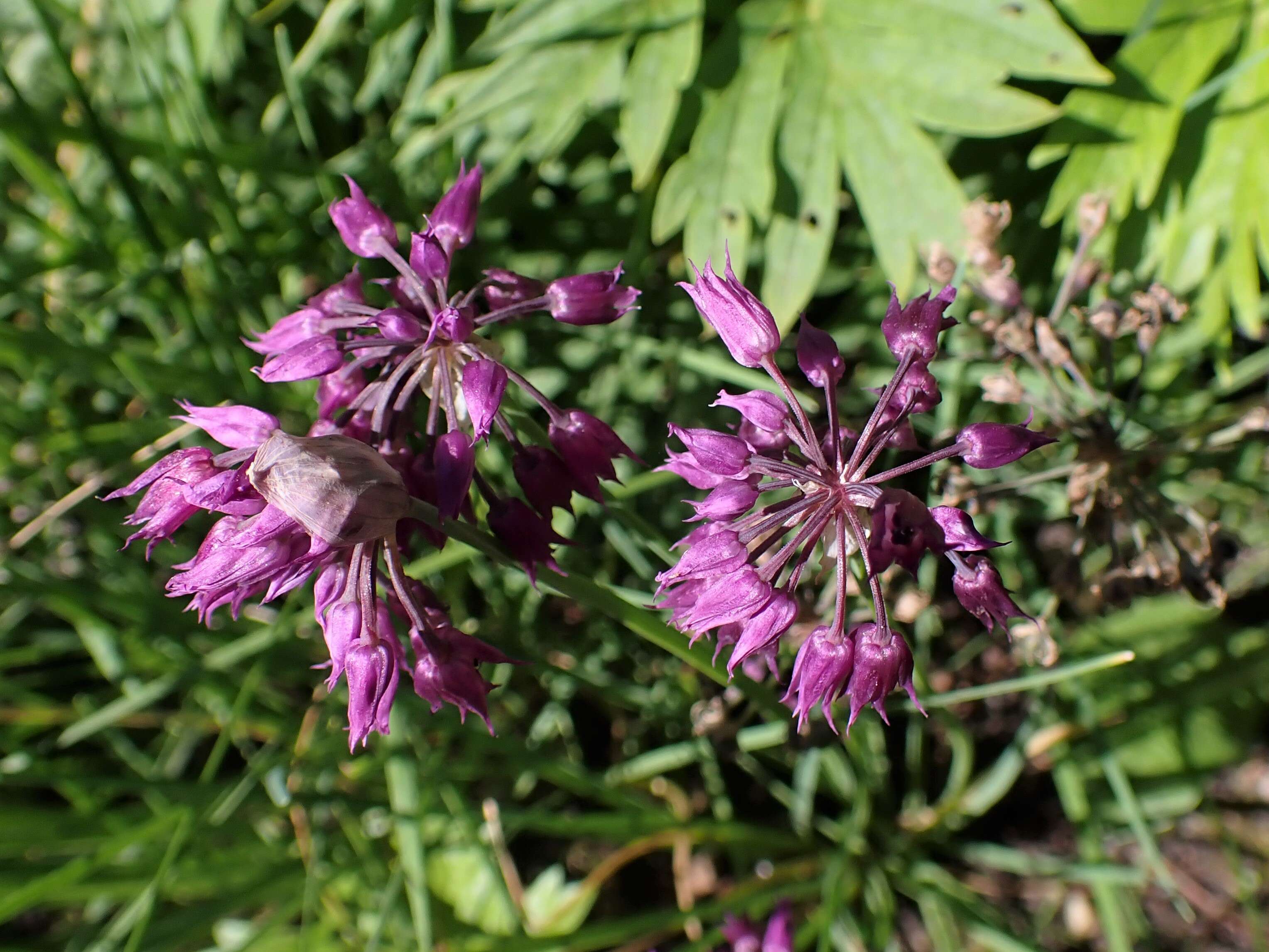 Allium cyathophorum Bureau & Franch. resmi