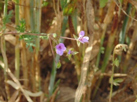 Image of <i>Geranium columbinum</i>
