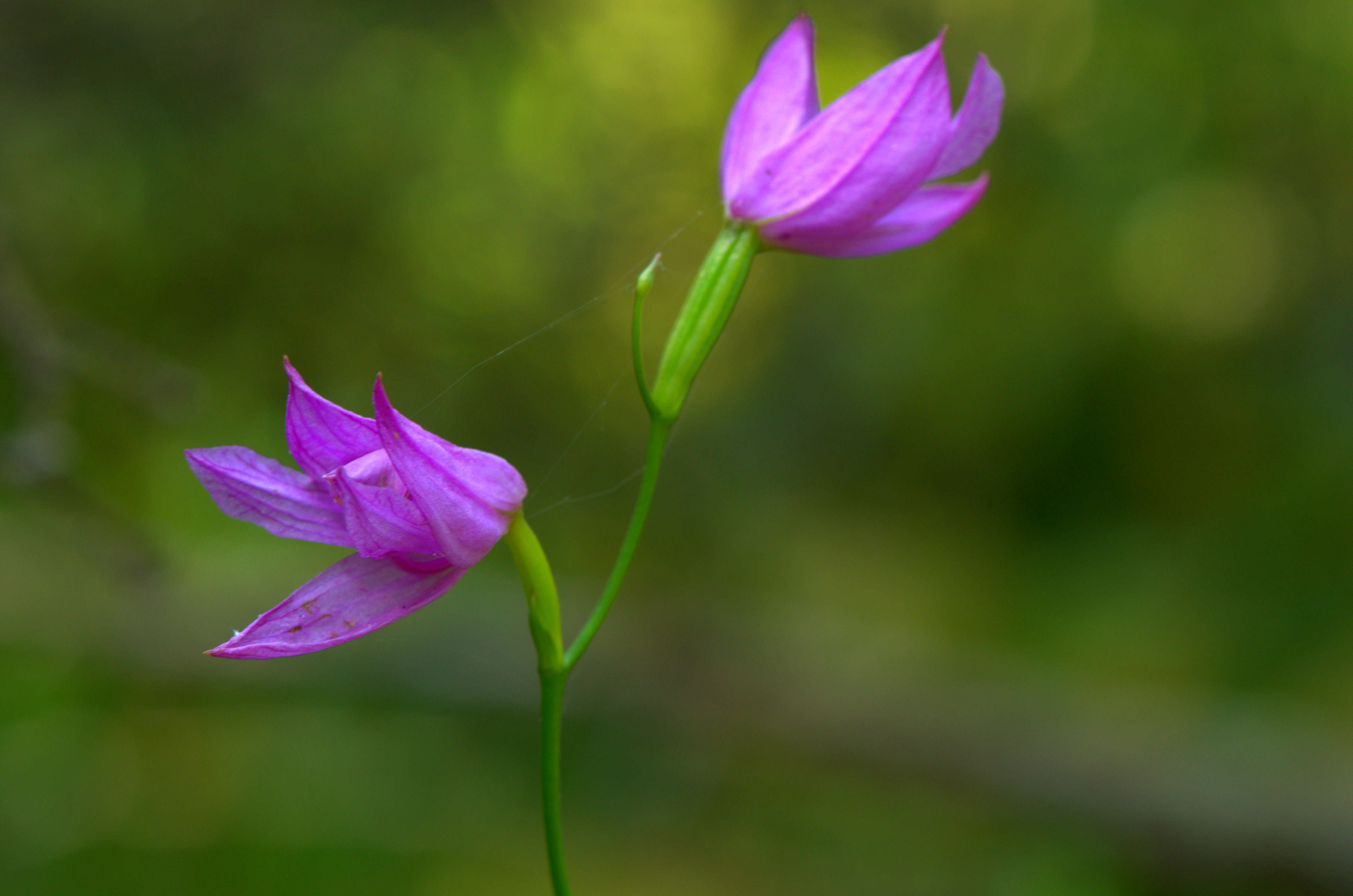 Image of tuberous grasspink