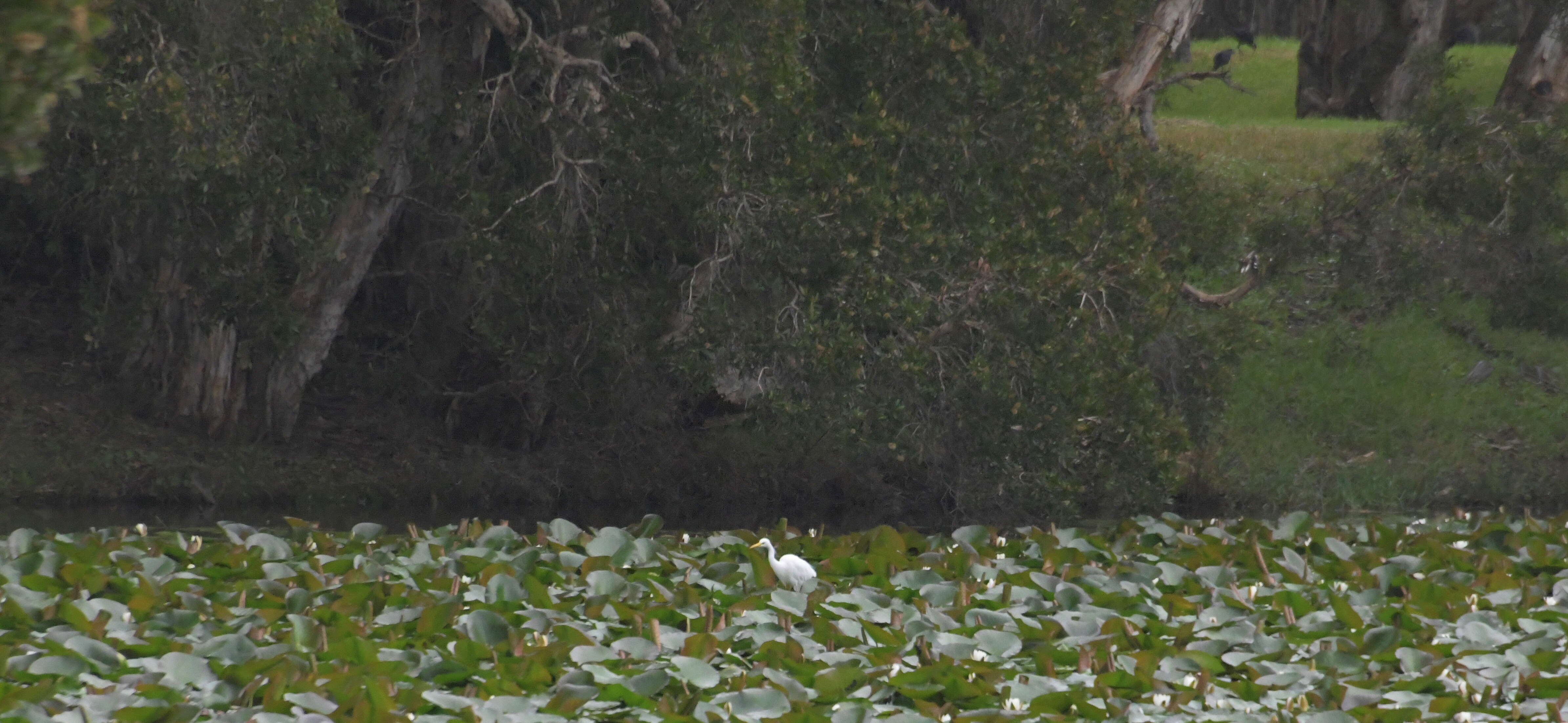 Image of Intermediate Egret