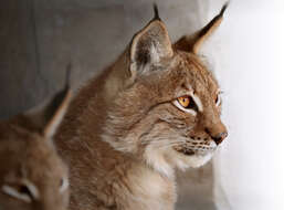 Image of Mexican bobcat