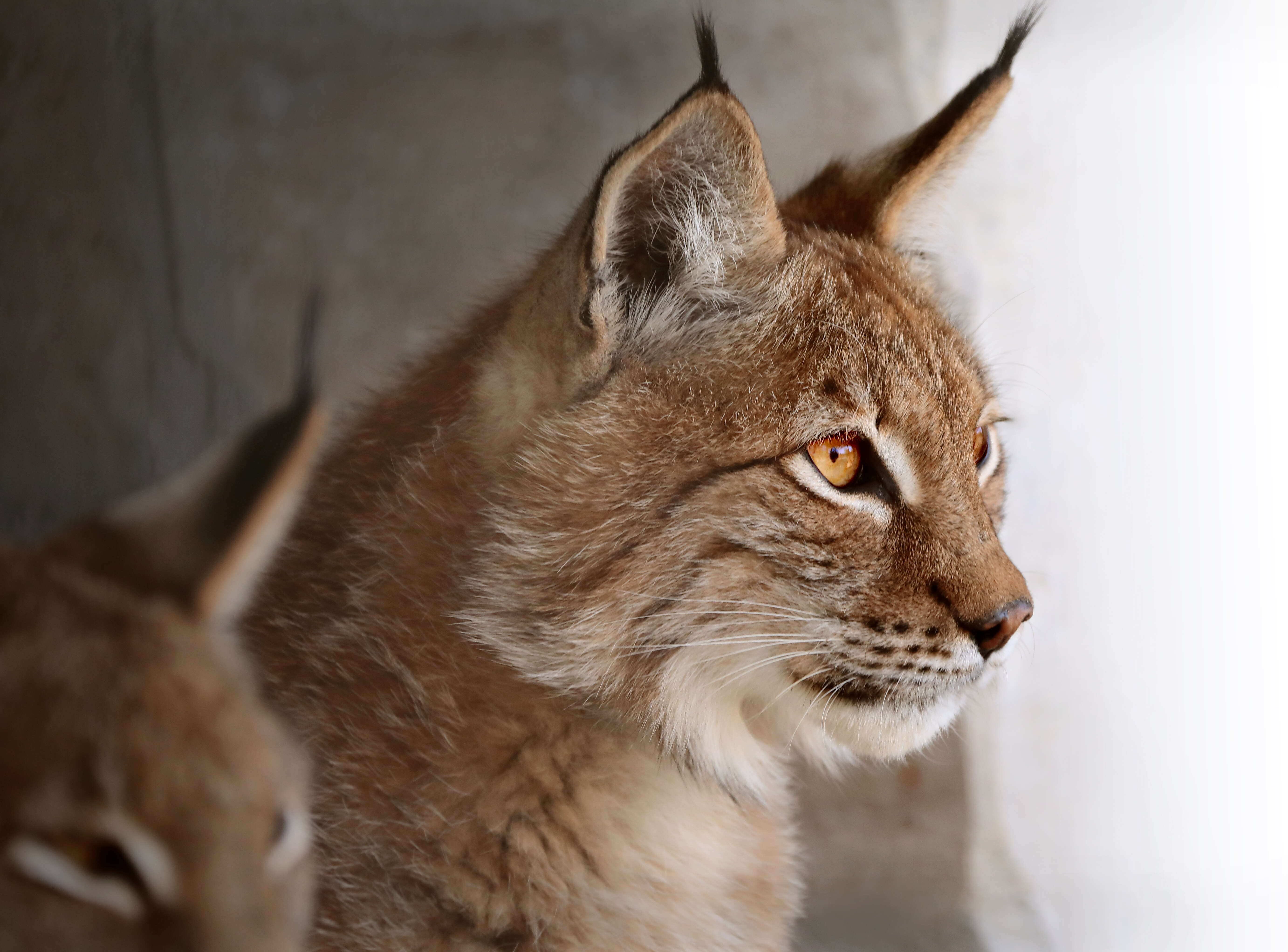 Image of Mexican bobcat