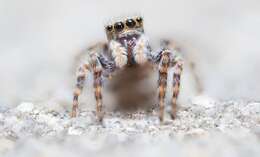 Image of Jumping spider