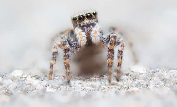 Image of Jumping spider