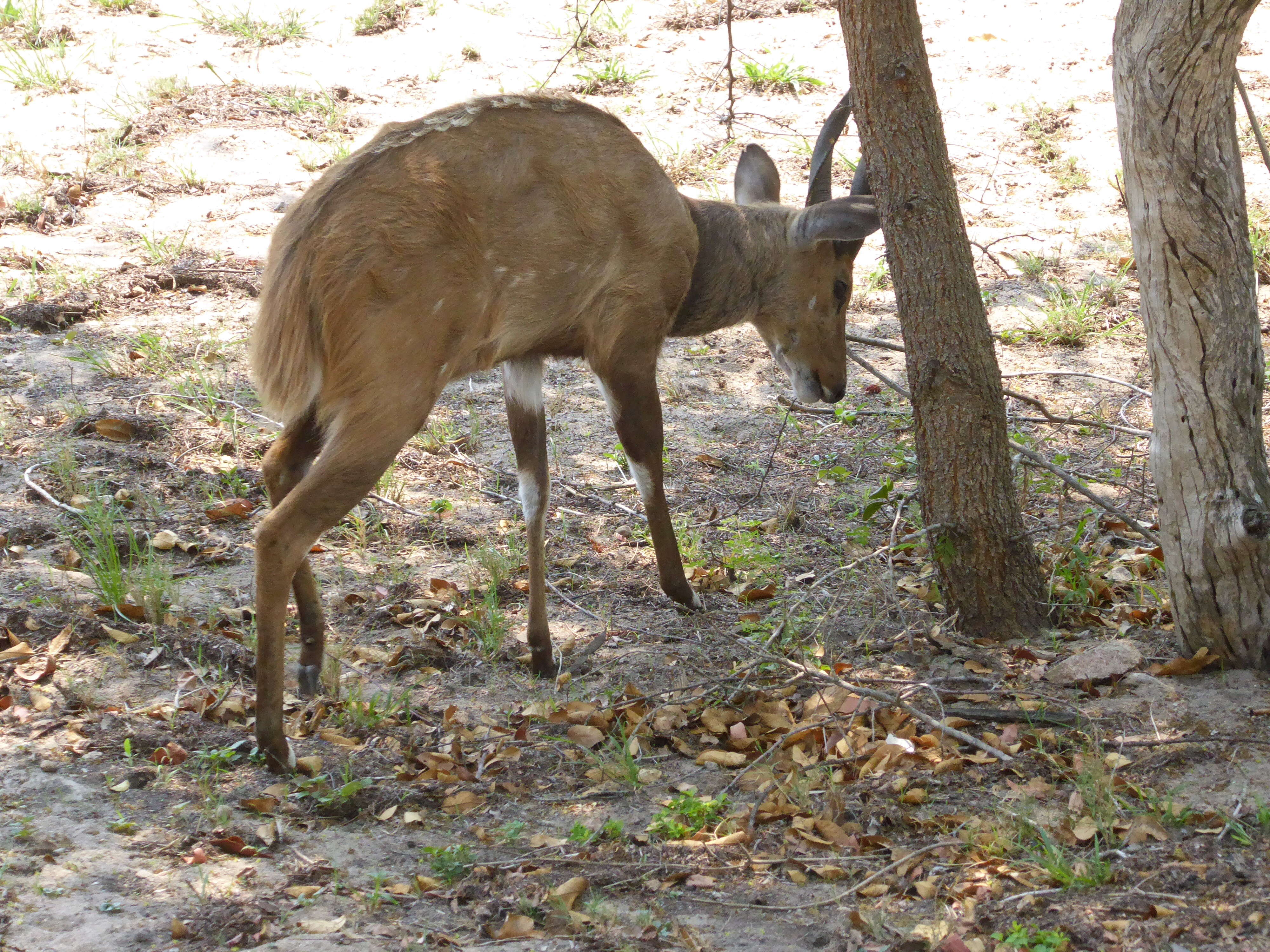 Image of Tragelaphus sylvaticus