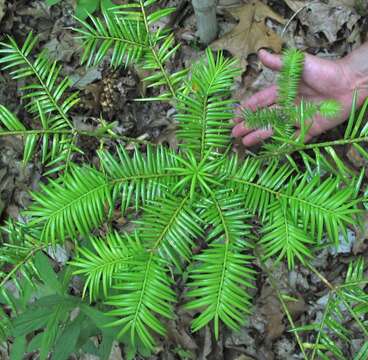 Image of Florida Nutmeg Tree