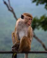 Image of Toque macaque