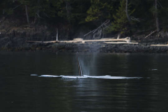 Image of killer whale