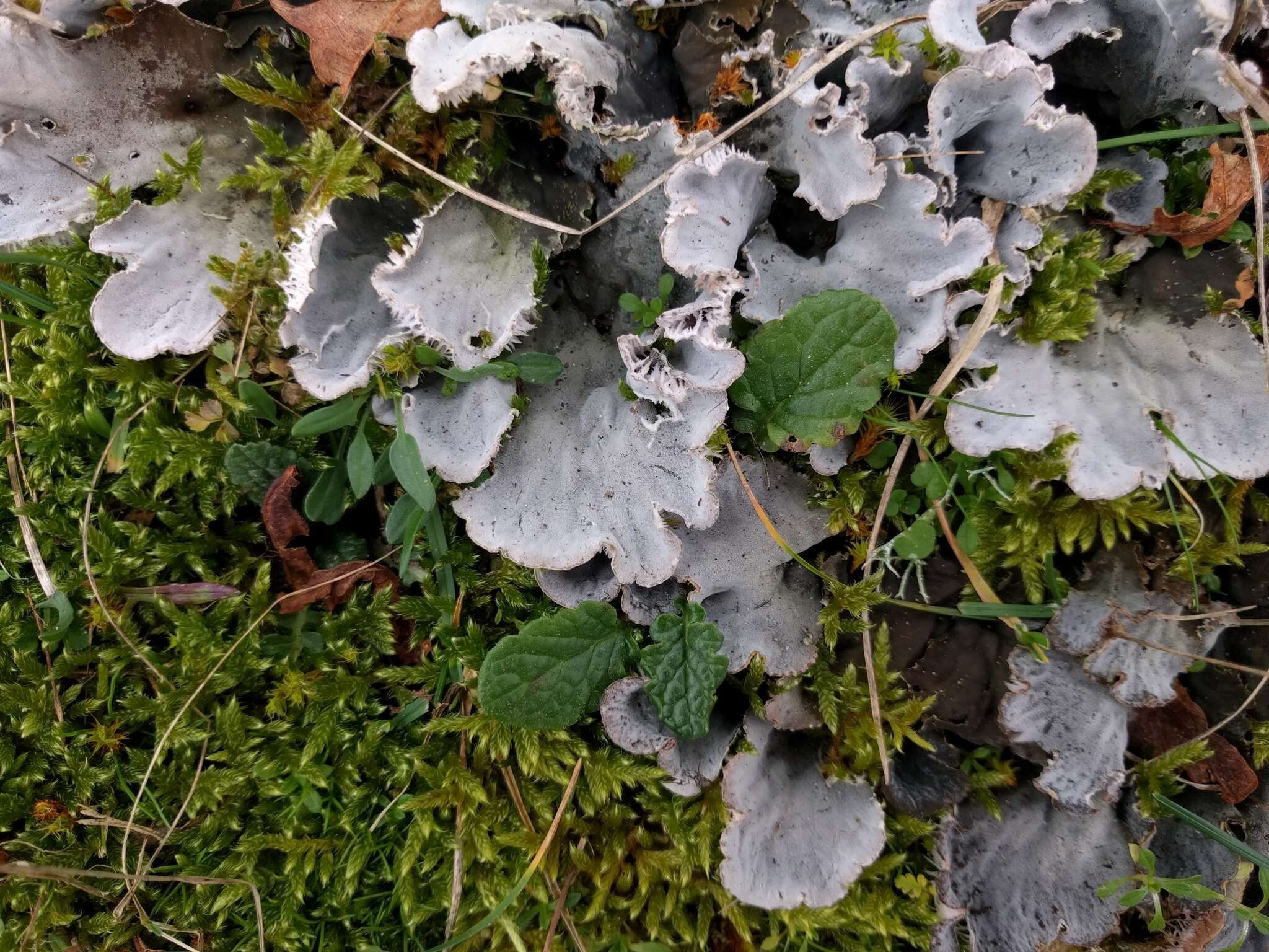 Image of felt lichen