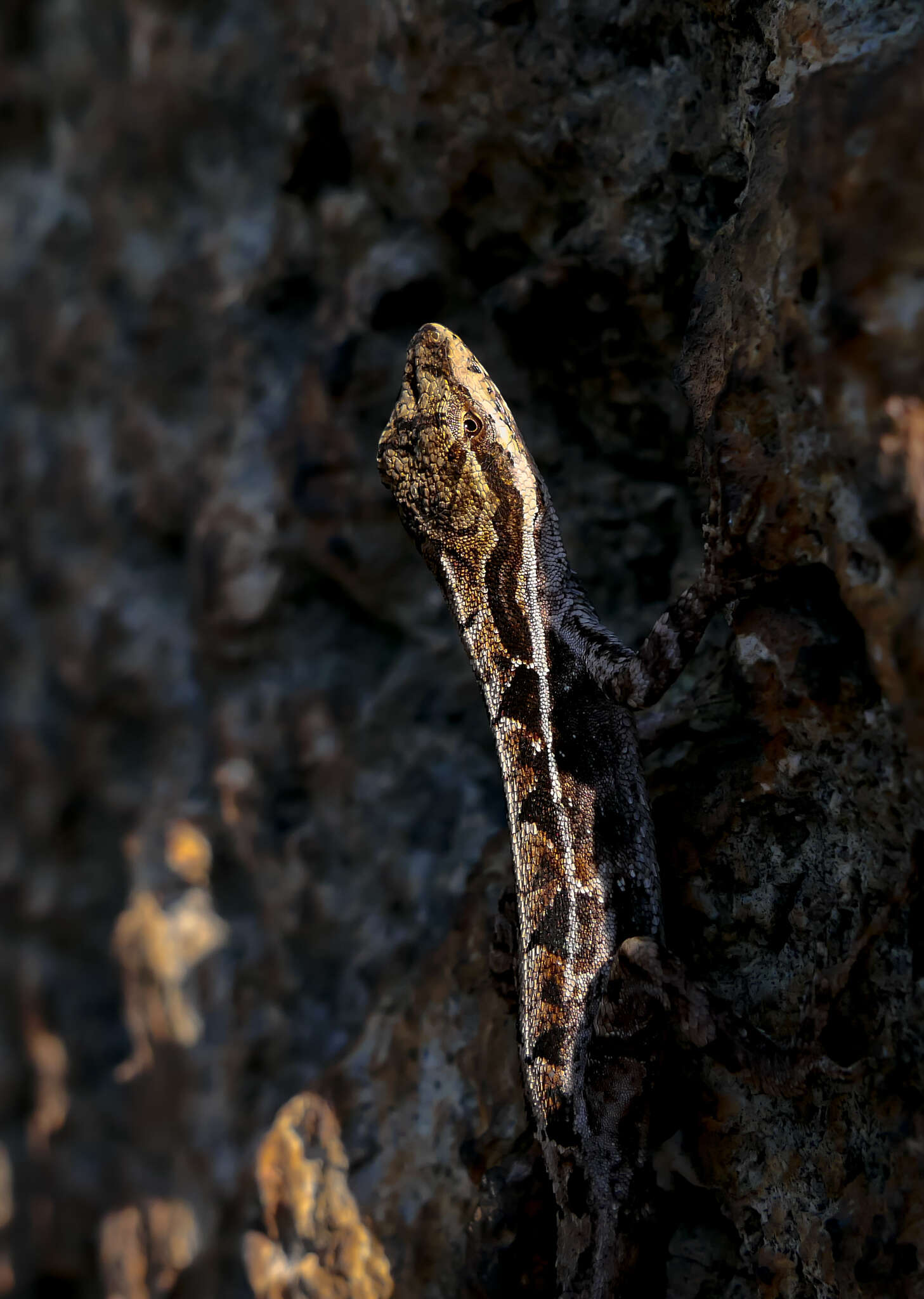 Image of Ornate Anole