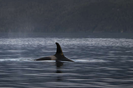 Image of killer whale