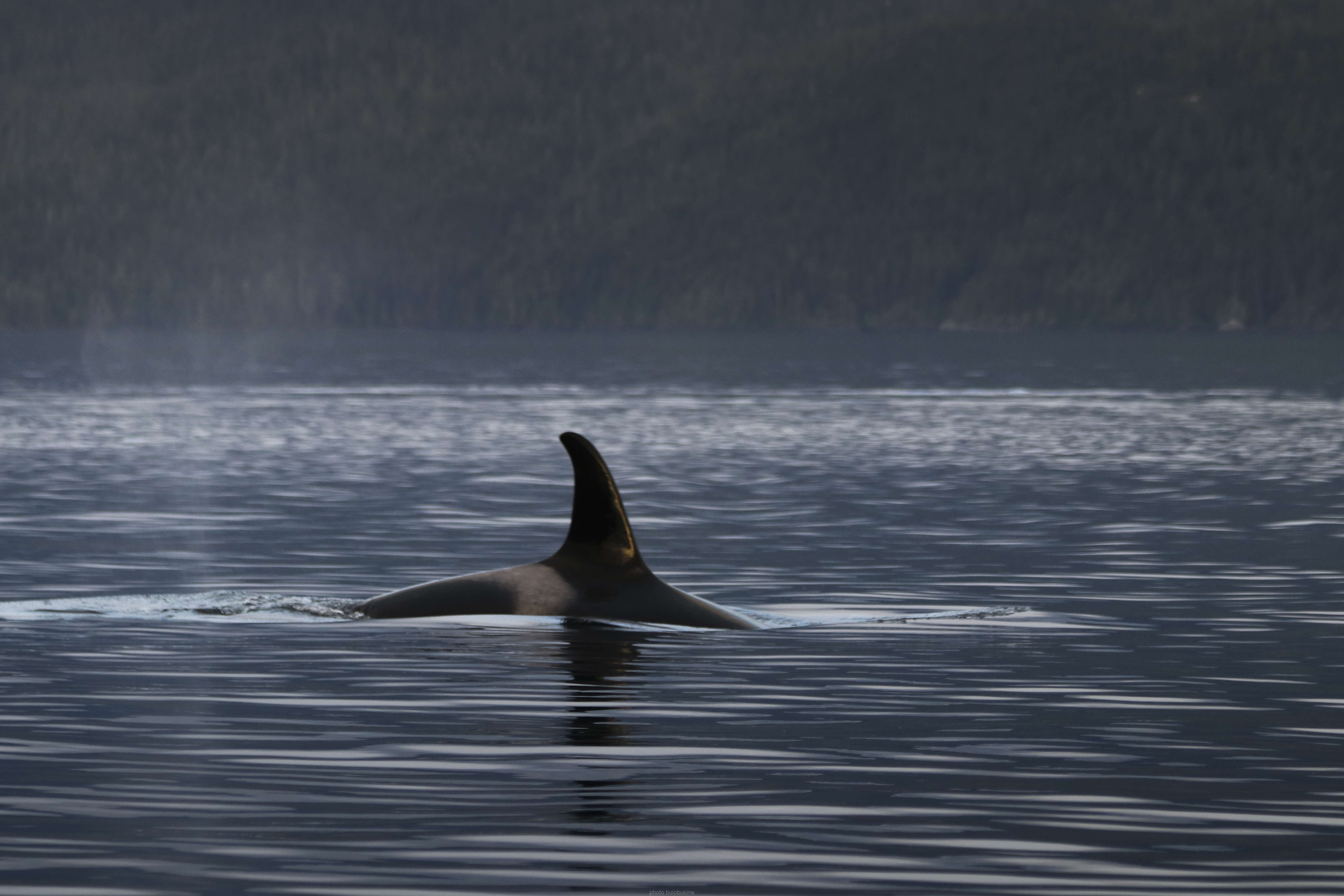 Image of killer whale