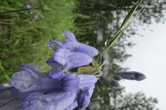 Image of largeflower triteleia