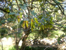 Image of Anagyris foetida L.