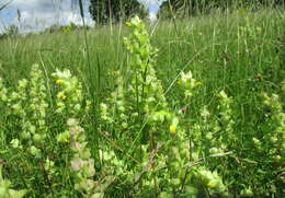 Image of European yellow rattle