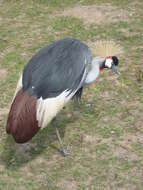 Image of Grey Crowned Crane