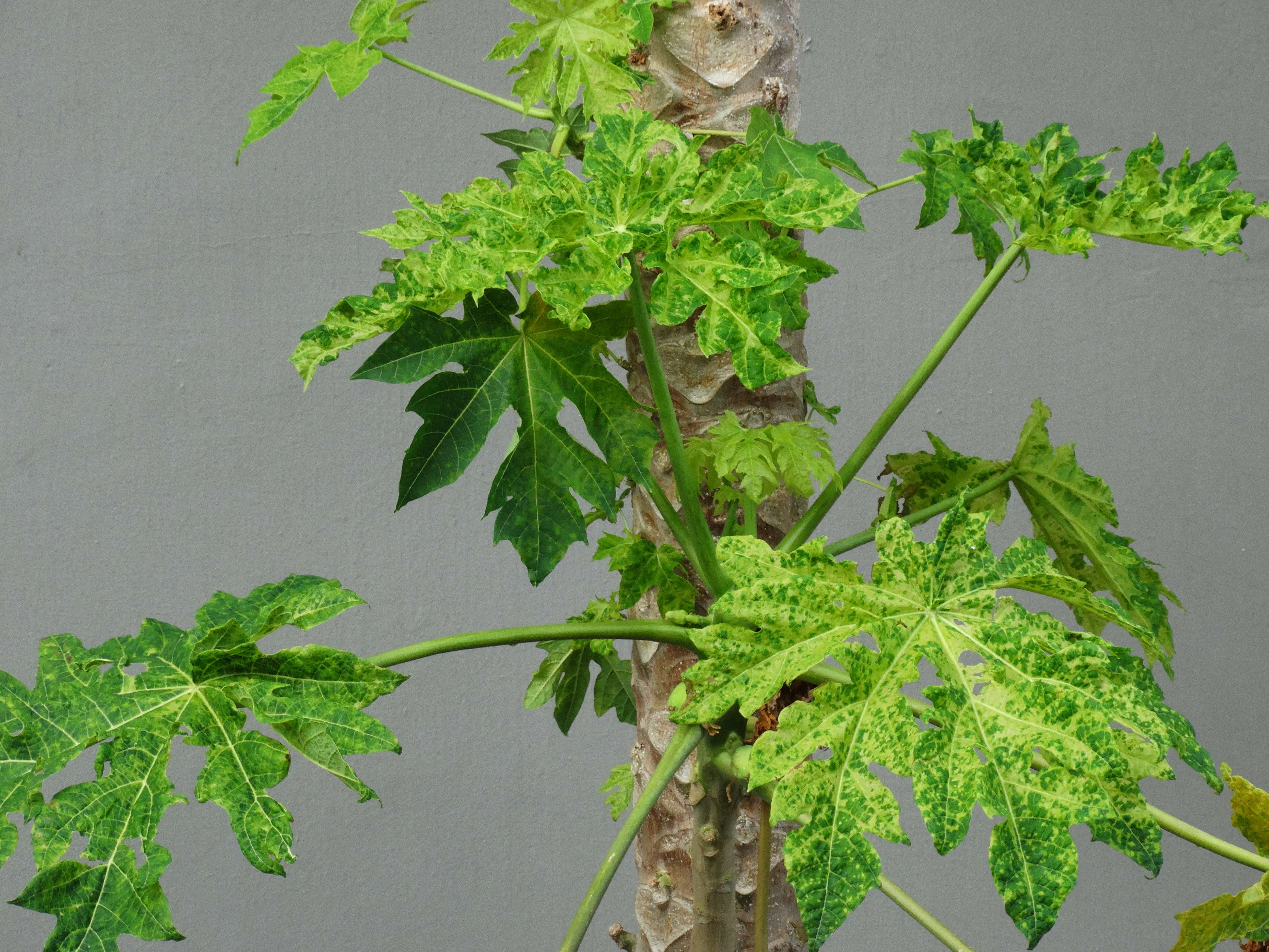 Image of Papaya ringspot virus