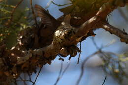 Image of Black-chinned Hummingbird