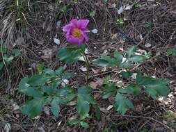 Image of Paeonia coriacea