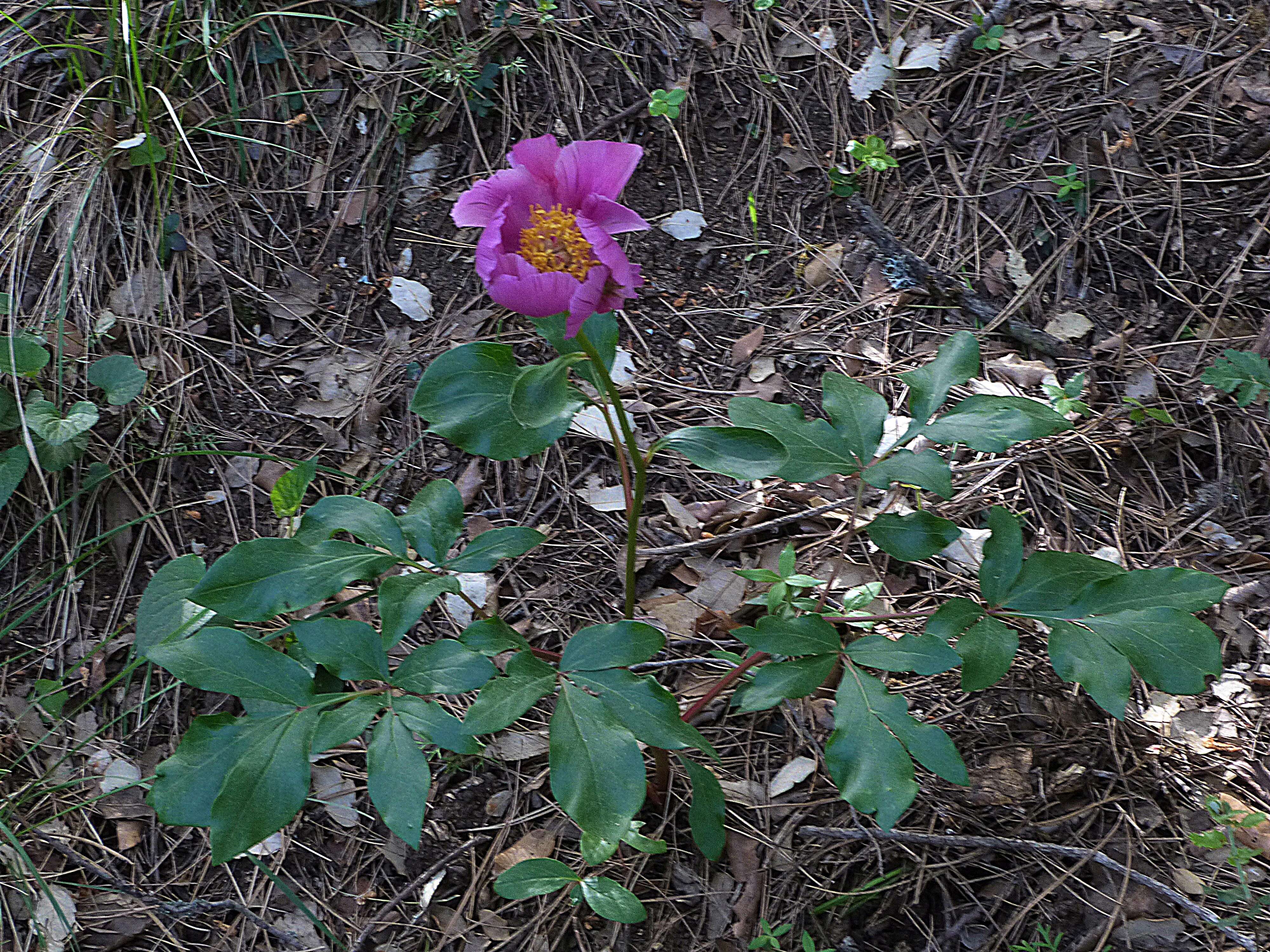 Image of Paeonia coriacea