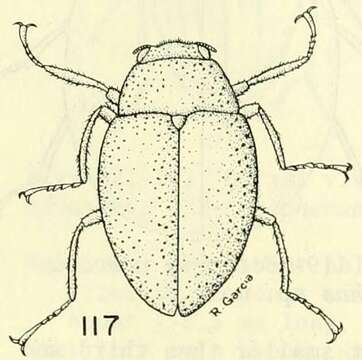 Image of Lutrochus