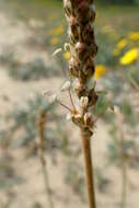 Plantago albicans L. resmi