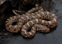 Image of Great Plains Rat Snake