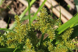 Imagem de Cyperus erythrorhizos Muhl.