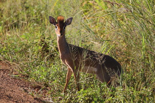 Image of Kirk's Dik-dik