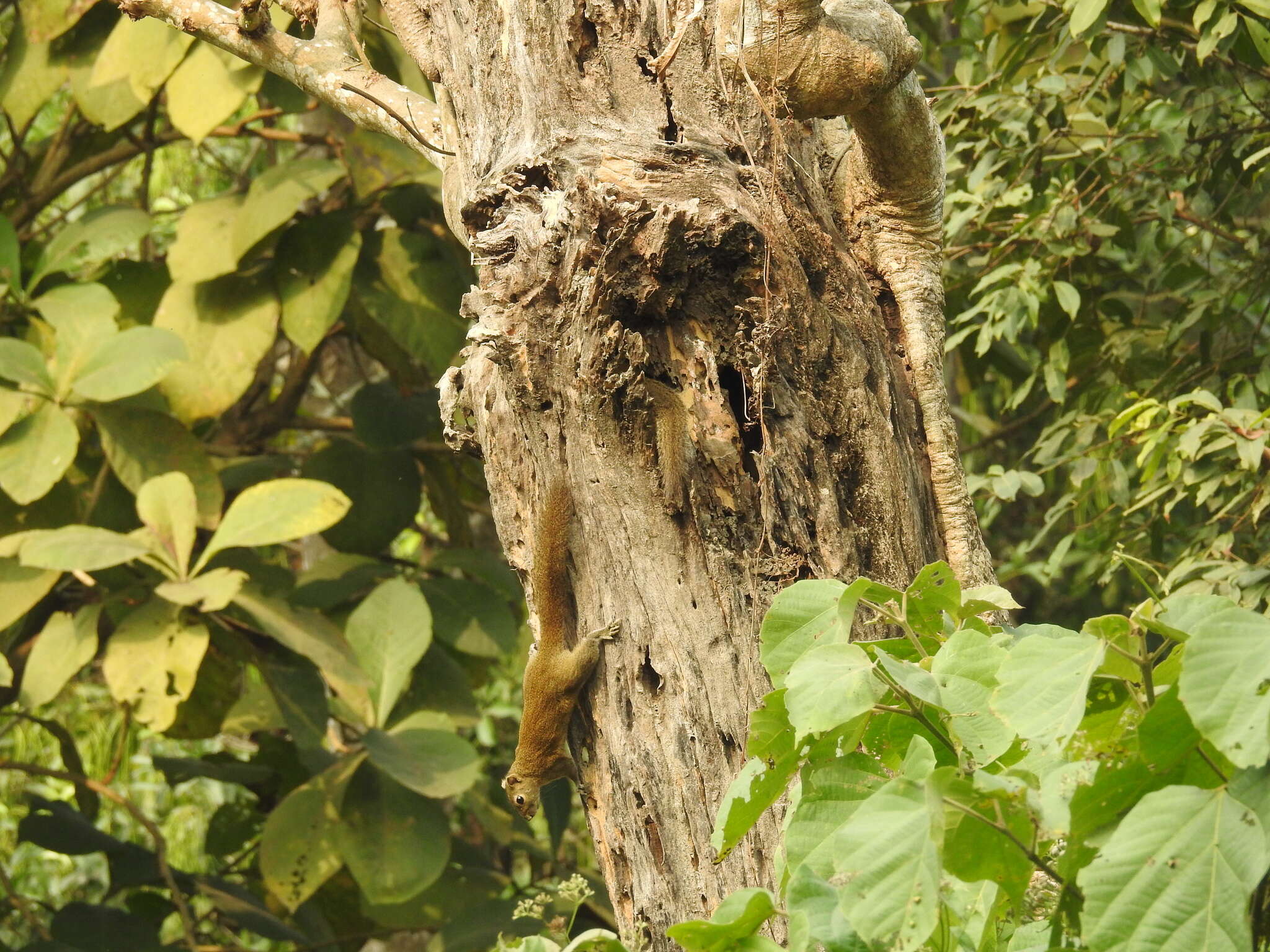 Image of Hoary-bellied Squirrel