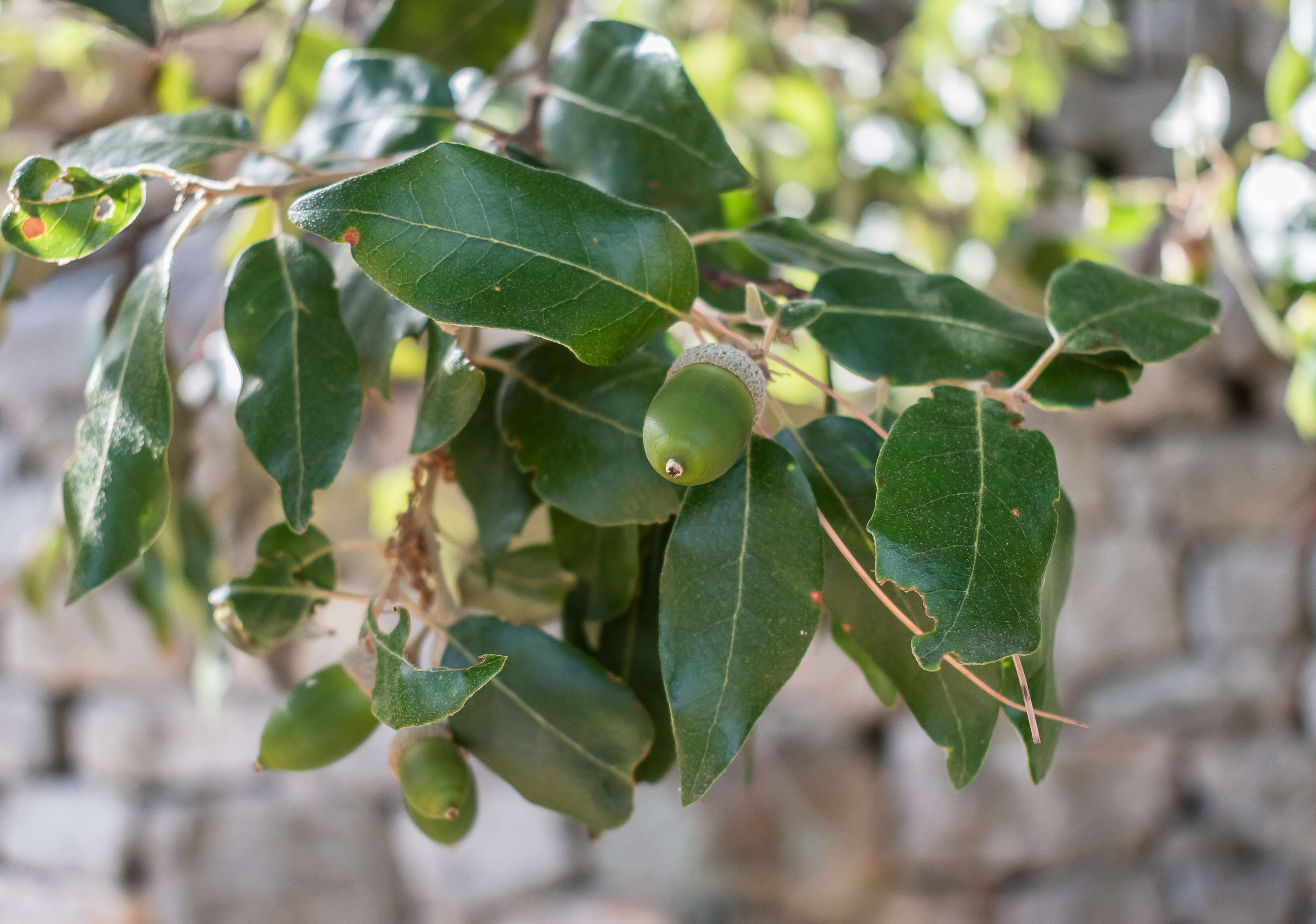 Image of Holm Oak