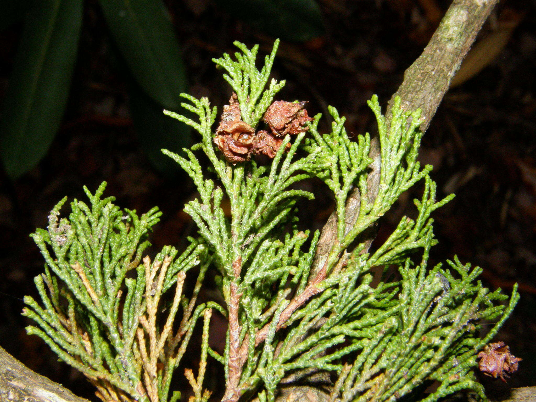 Image of Atlantic White Cedar