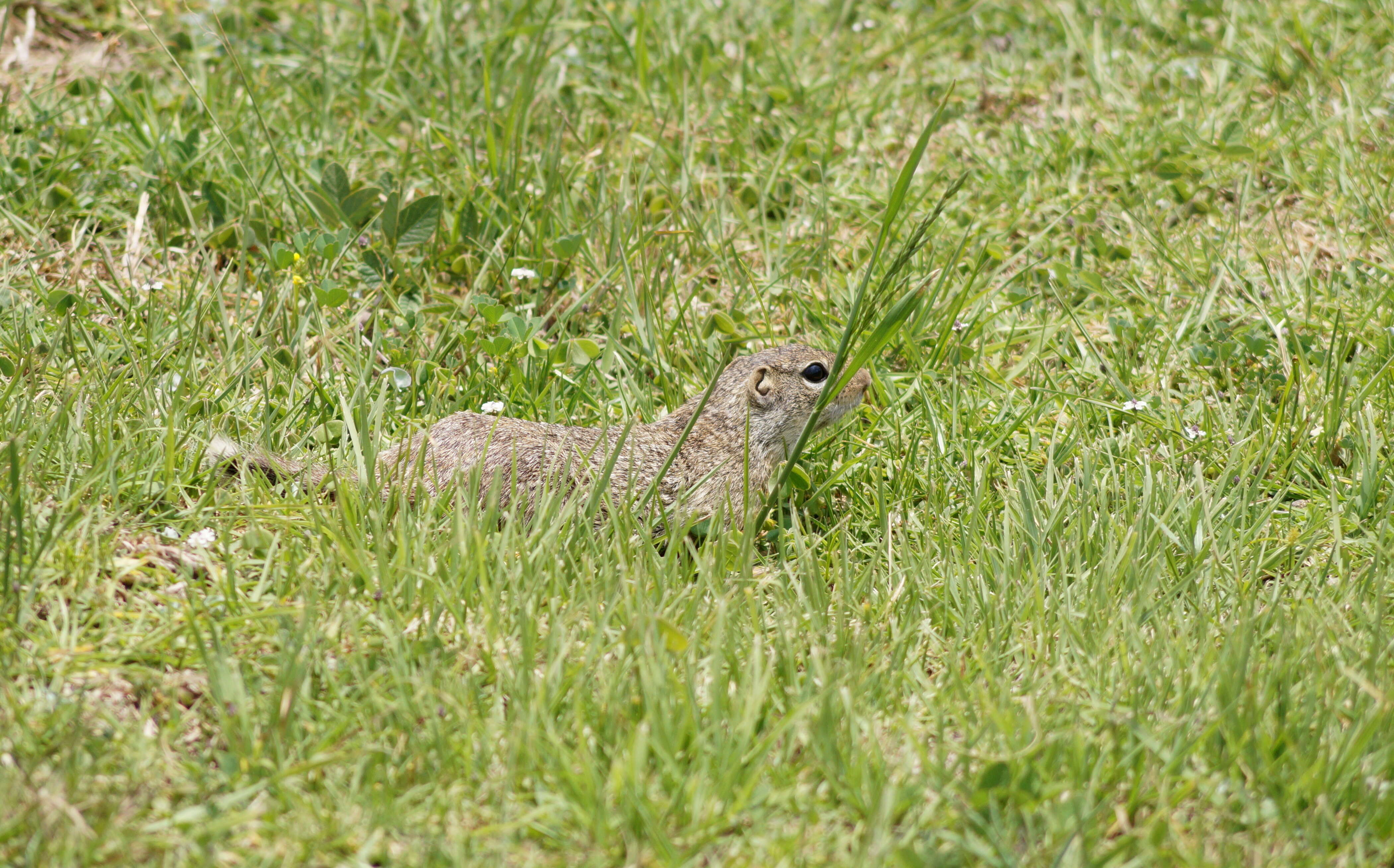 Image of Mexican Ground Squirrel