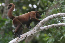 Image of Woolly monkey