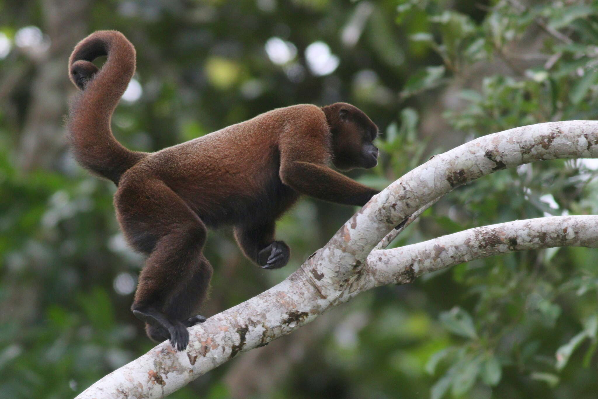 Image of Woolly monkey