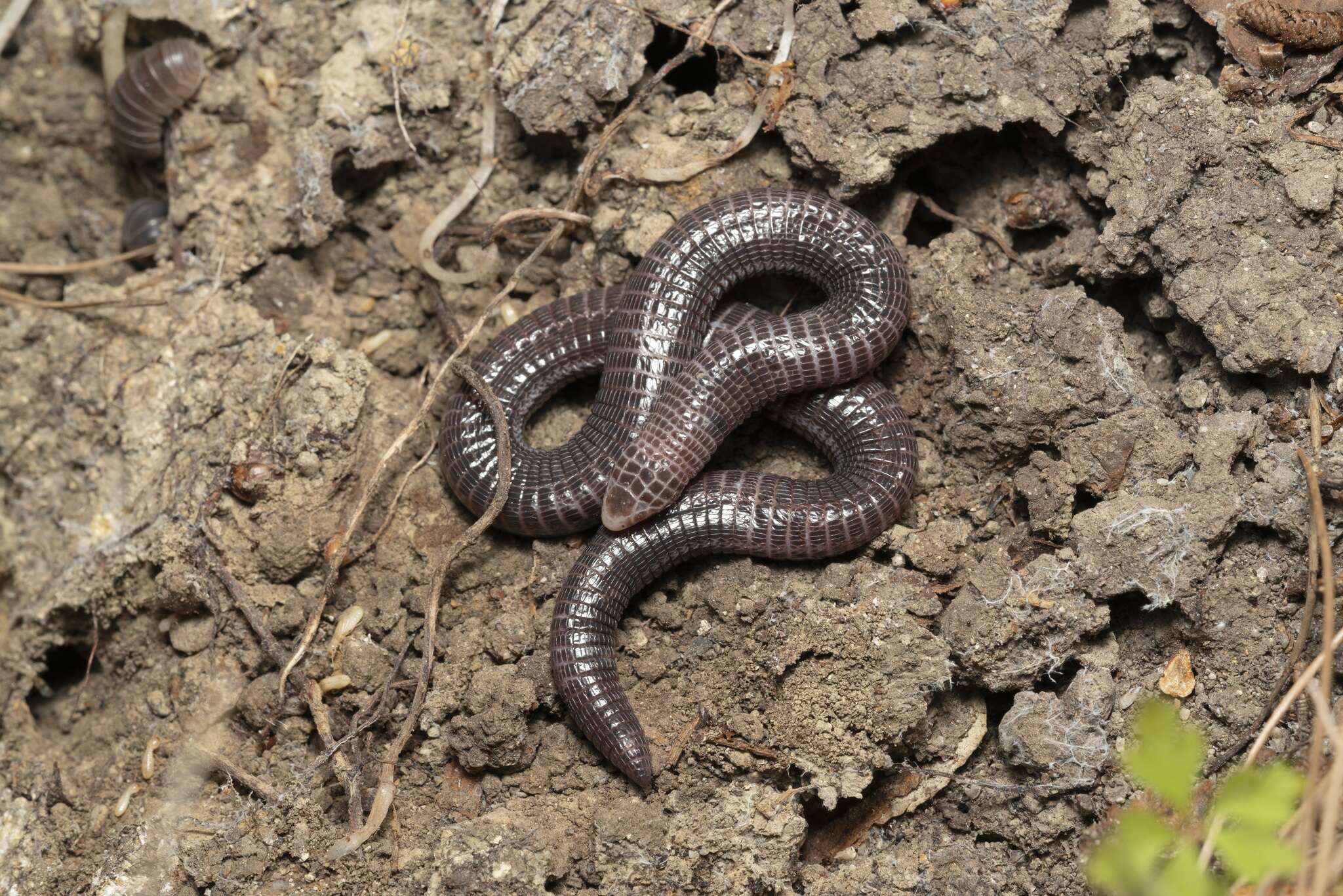 Image of Anatolian Worm Lizard