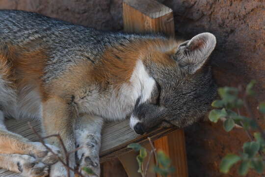 Image of Grey Foxes